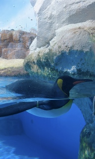 ��